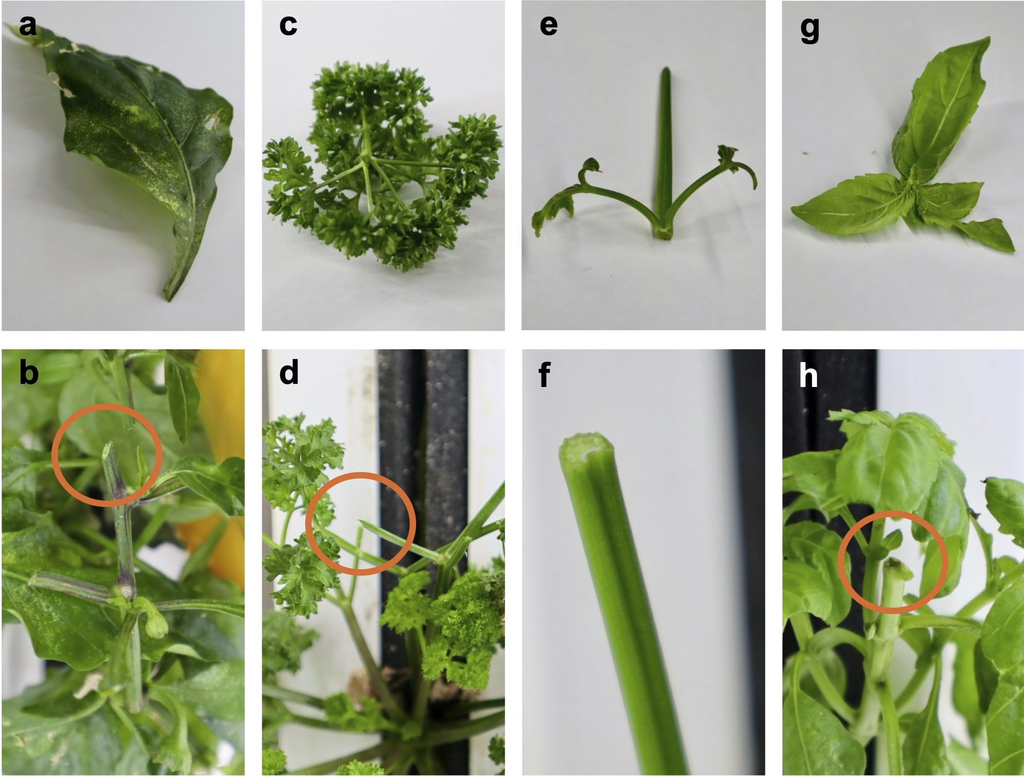 Results on harvesting and plant interaction